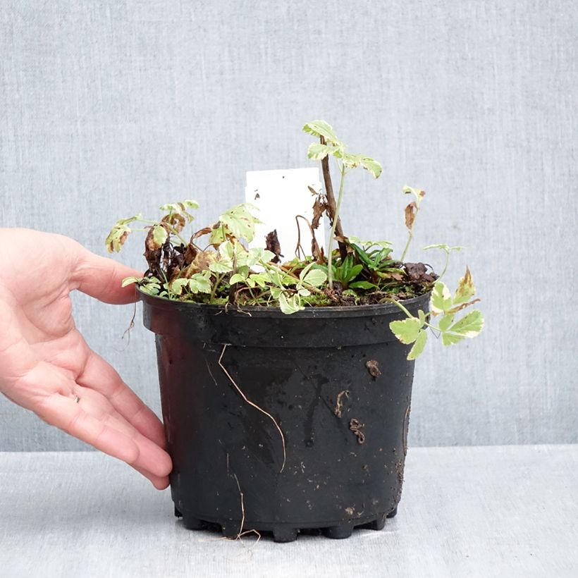 Aegopodium podagraria Variegata 2L/3L pot sample as delivered in autumn