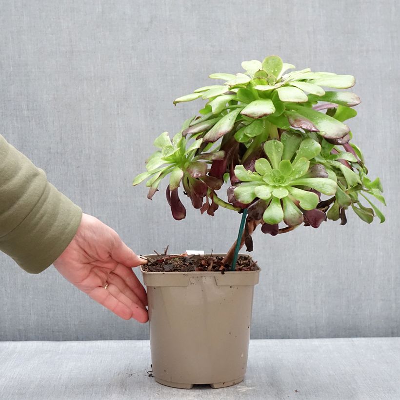 Aeonium arboreum Kilimandjaro - Tree Houseleek 3L/4L pot sample as delivered in winter