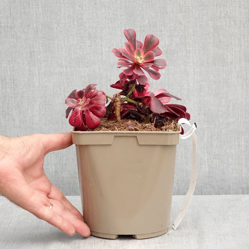 Aeonium arboreum Medusa - Tree Houseleek 3L/4L pot sample as delivered in summer