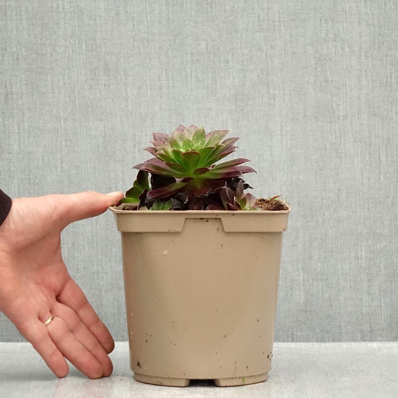 Aeonium arboreum Phoenix Flame - Tree Aeonium 3L/4L pot sample as delivered in autumn