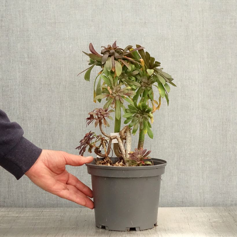 Aeonium arboreum var. atropurpureum Schwarzkopf 3L/4L pot sample as delivered in spring