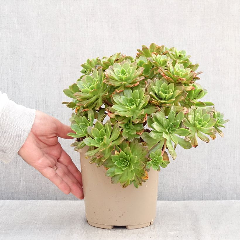 Aeonium Bronze Medal  3L/4L pot sample as delivered in autumn