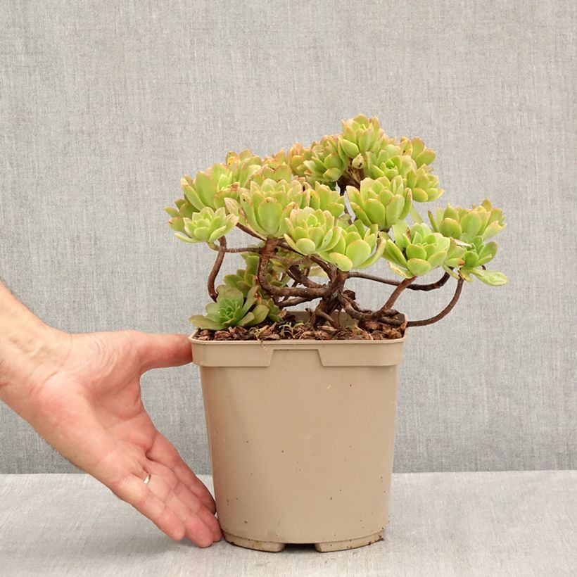 Aeonium Bronze Medal  3L/4L pot sample as delivered in summer
