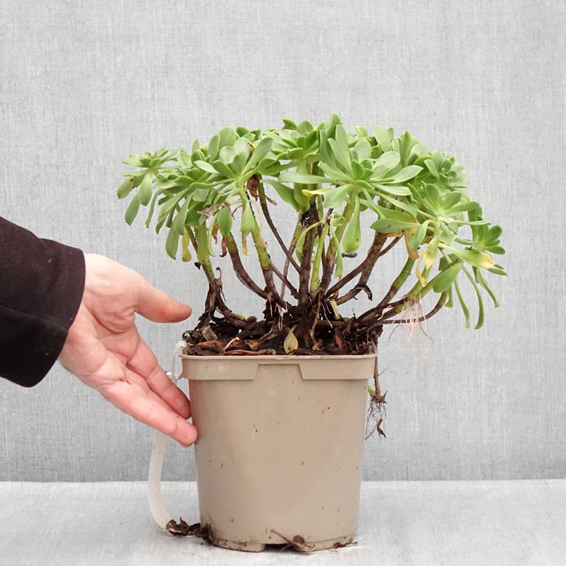 Aeonium Bronze Medal  3L/4L pot sample as delivered in winter