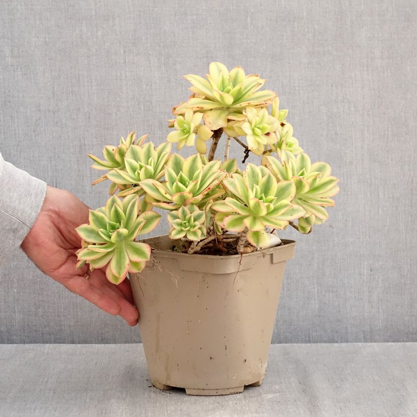 Aeonium Floresens 3L/4L pot sample as delivered in autumn