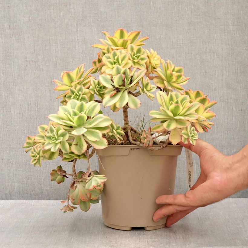 Aeonium Floresens 3L/4L pot sample as delivered in summer