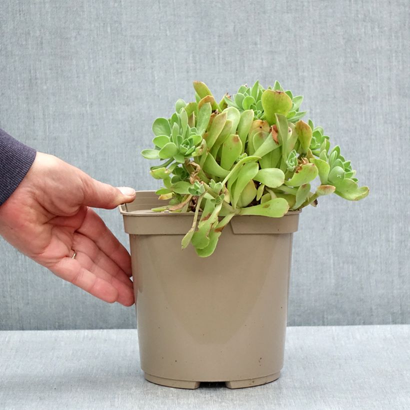 Aeonium Goblin 3L/4L pot sample as delivered in spring