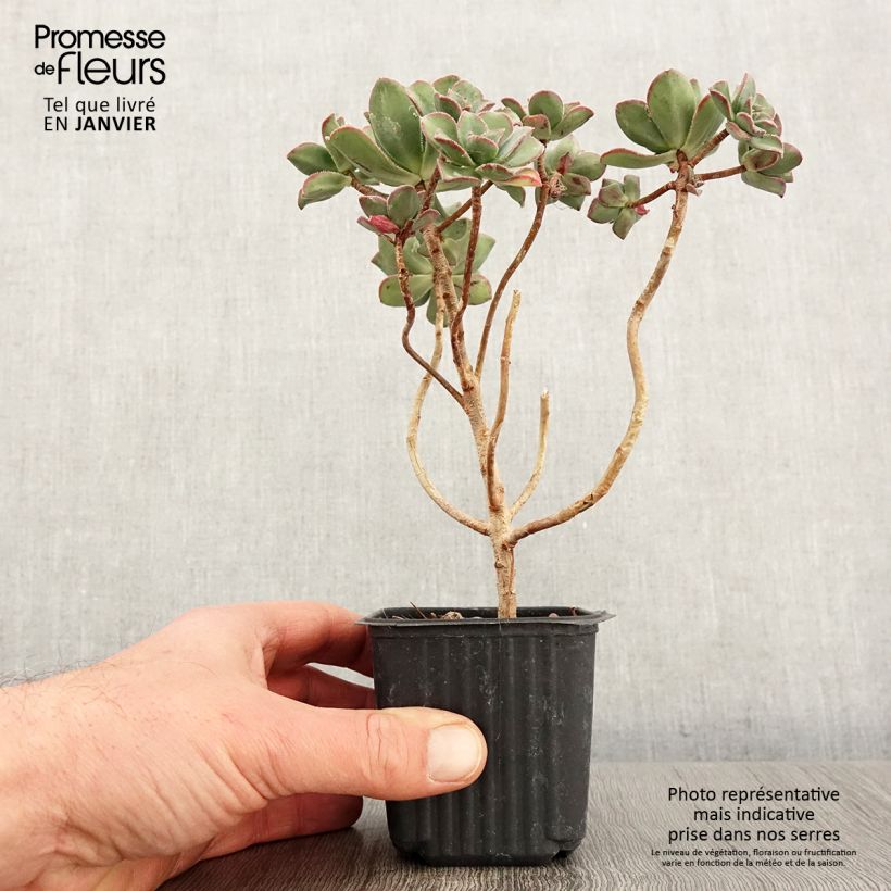 Aeonium haworthii 8/9 cm pot sample as delivered in winter