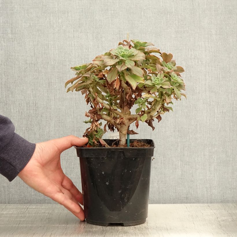 Aeonium leucoblepharum 3L/4L pot sample as delivered in spring