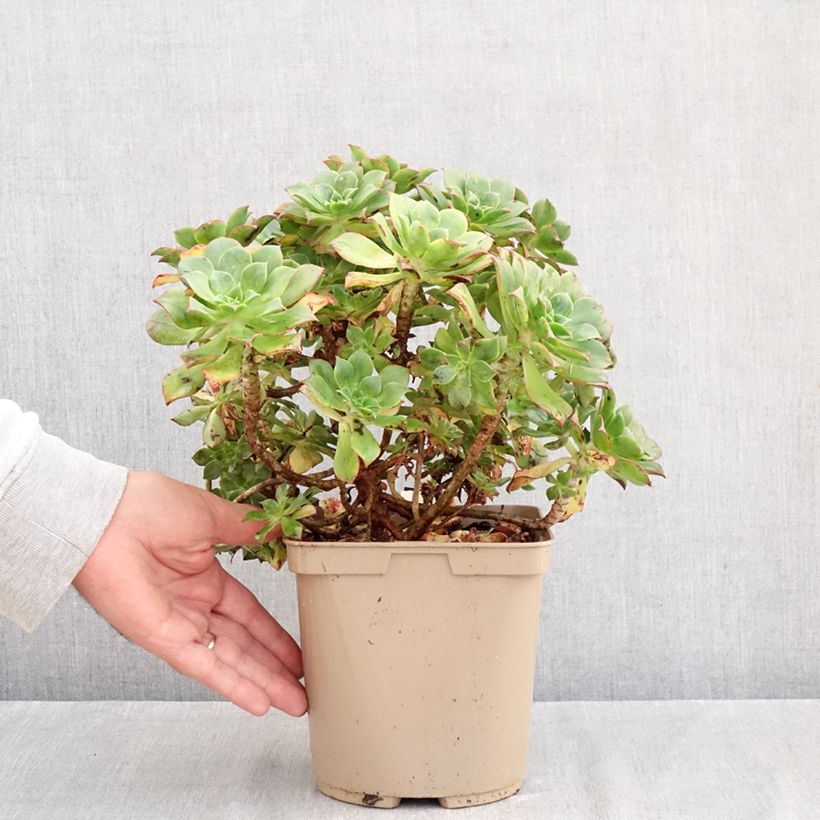 Aeonium Mary Ann Kunkel 3L/4L pot sample as delivered in autumn