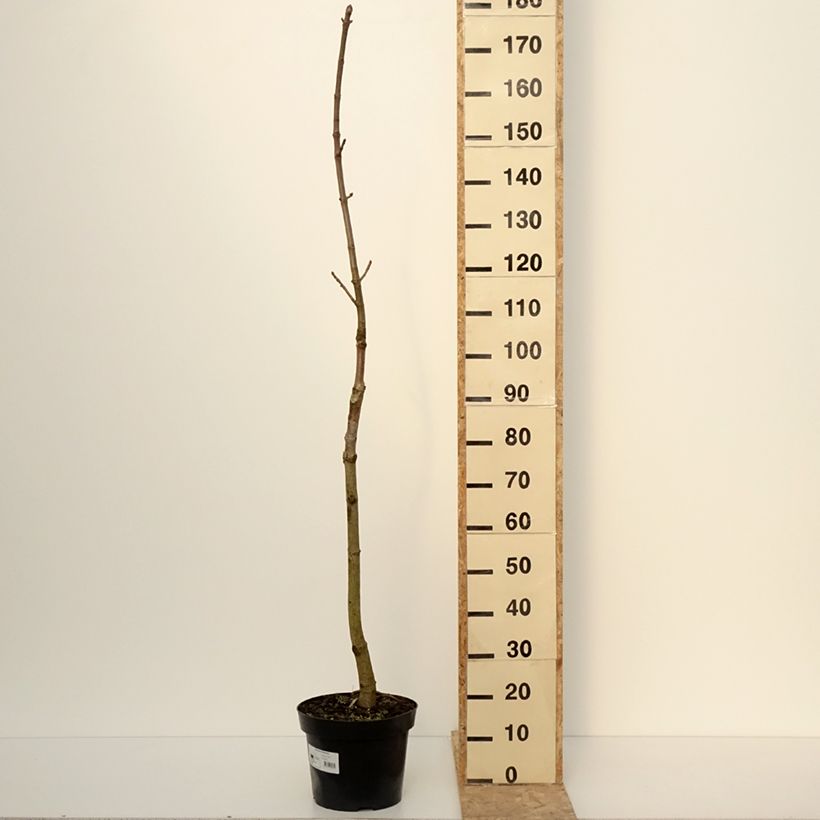 Aesculus chinensis - Chinese horse chestnut  7.5L/10L pot sample as delivered in winter