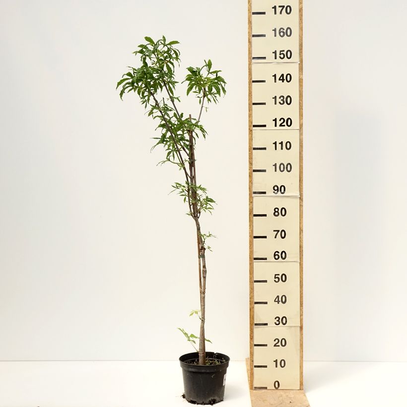 Aesculus hippocastanum Digitata - European horse Chestnut 4L/5L pot sample as delivered in spring