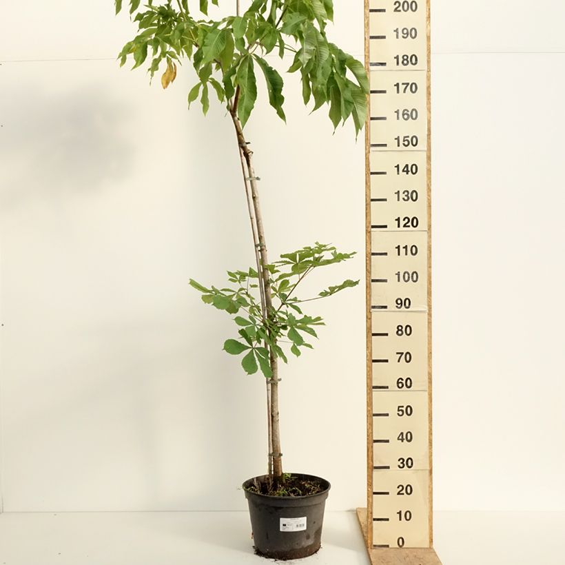 Aesculus flava - Yellow Buckeye 20L/25L pot, Standard sample as delivered in spring
