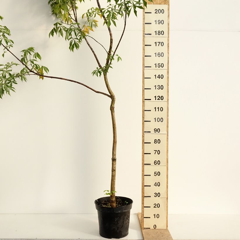 Aesculus glabra October Red - Ohio buckeye 20L/25L pot, Standard sample as delivered in spring