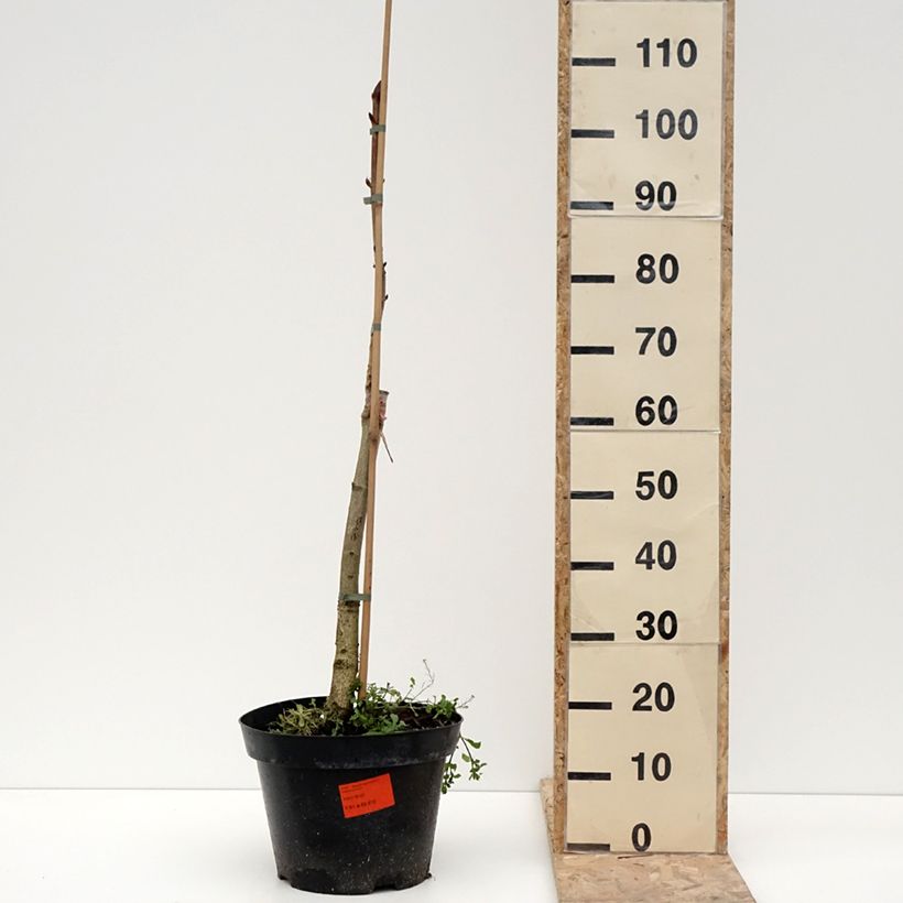 Aesculus hippocastanum Hampton Court Gold 4L/5L pot sample as delivered in winter