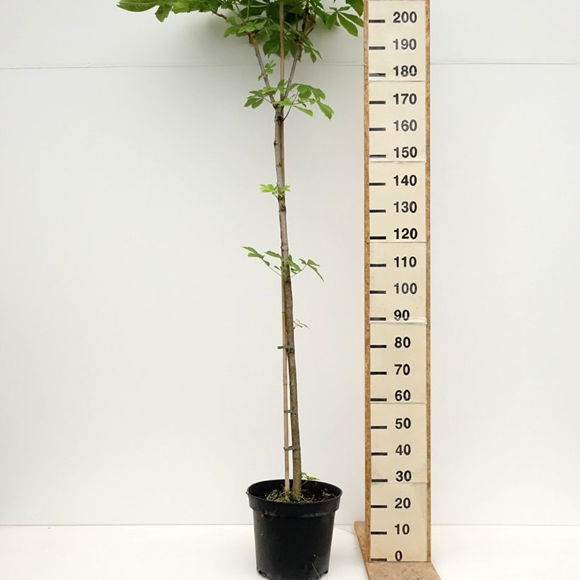 Aesculus hippocastanum Umbraculifera 20L/25L pot, Standard sample as delivered in spring