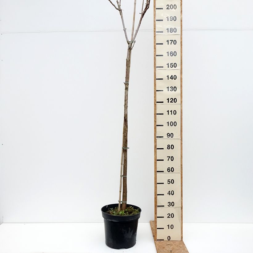 Aesculus hippocastanum Umbraculifera 20L/25L pot, Standard sample as delivered in autumn