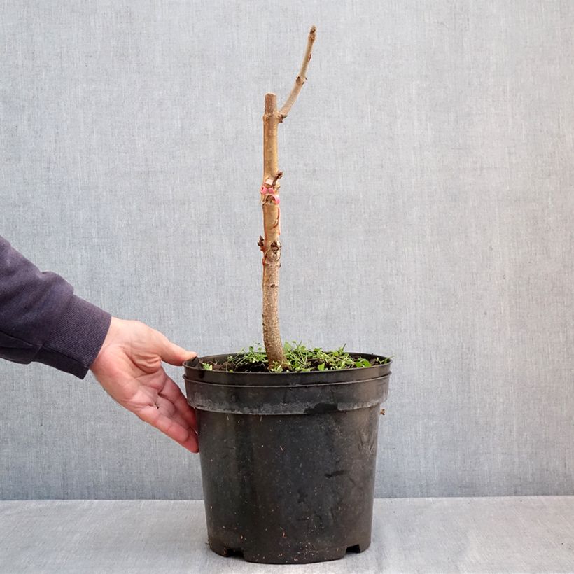 Aesculus indica Sydney - Indian horse-chestnut Pearce - Marronnier de l'Himalaya 7.5L/10L pot sample as delivered in autumn