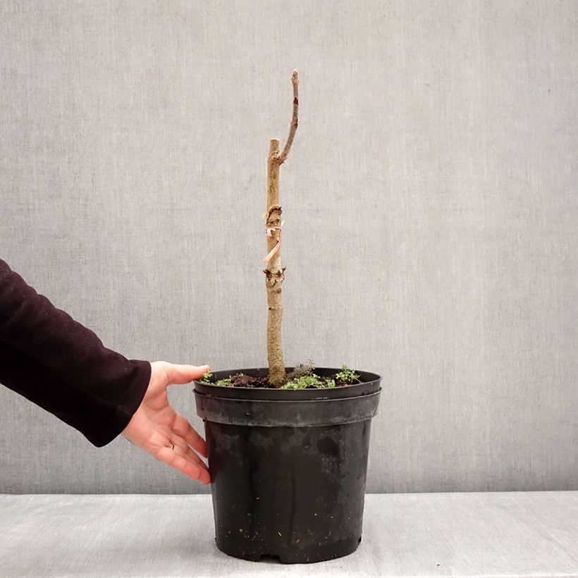 Aesculus indica Sydney - Indian horse-chestnut Pearce - Marronnier de l'Himalaya 7.5L/10L pot sample as delivered in winter