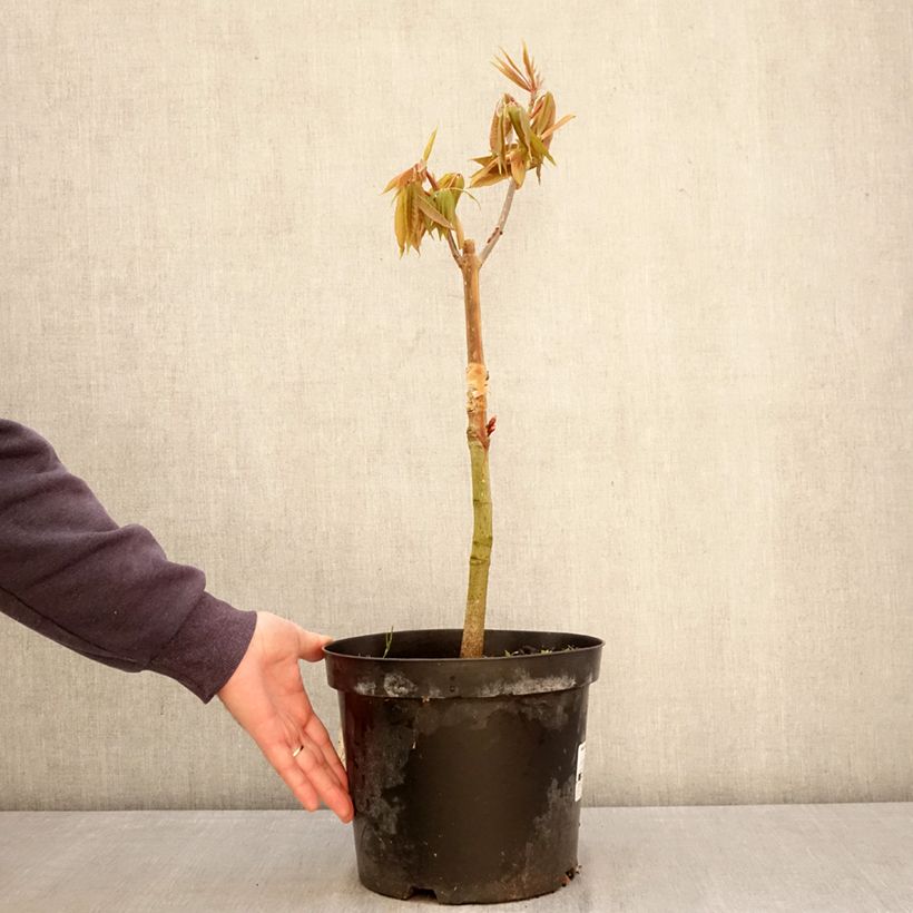 Aesculus indica Sydney - Indian horse-chestnut Pearce - Marronnier de l'Himalaya 7.5L/10L pot sample as delivered in spring