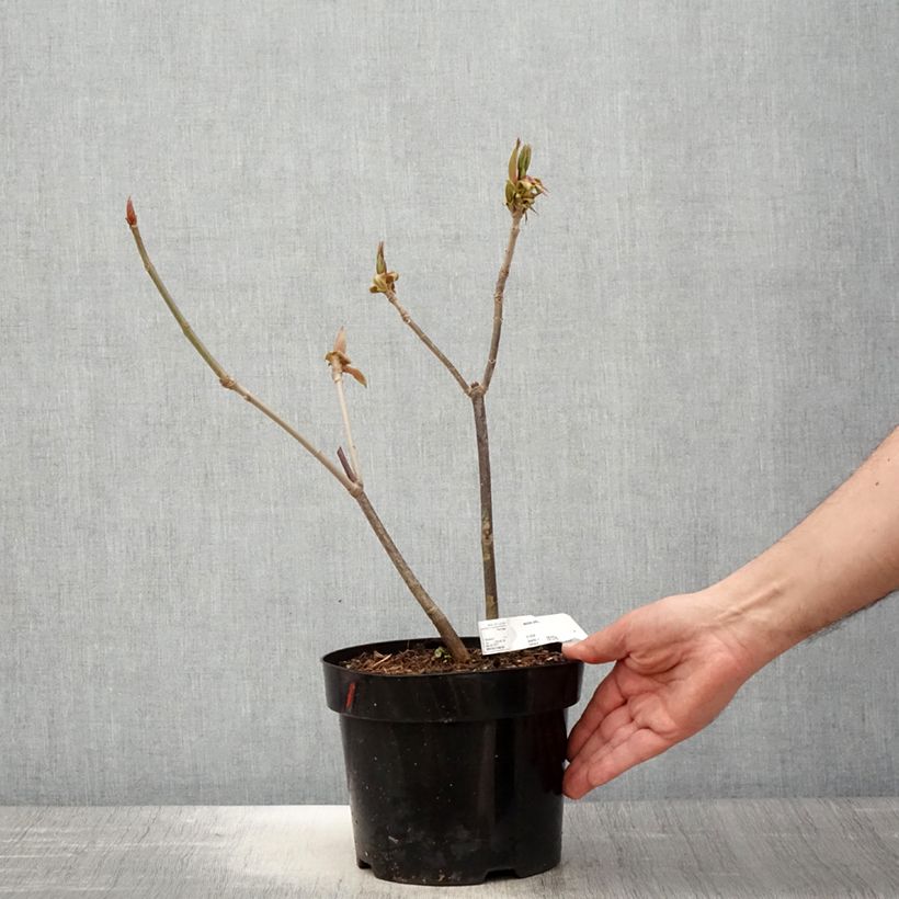 Aesculus parviflora 2L/3L pot sample as delivered in spring