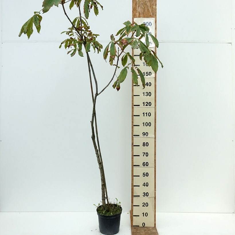 Aesculus x bushii  - Bush's Horse Chestnut 7.5L/10L pot, Standard sample as delivered in summer