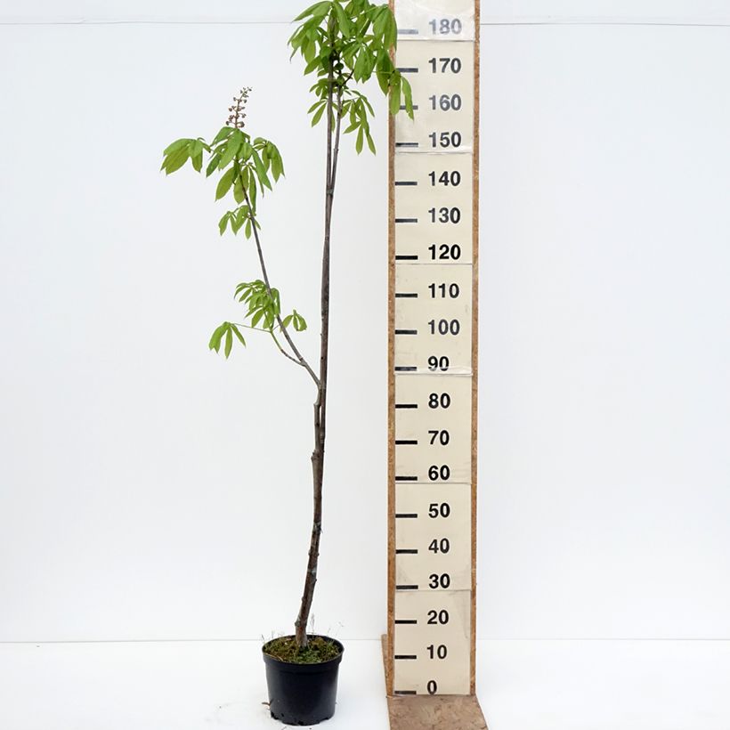 Aesculus x bushii  - Bush's Horse Chestnut 7.5L/10L pot, Standard sample as delivered in spring