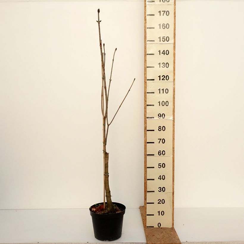 Aesculus x carnea Plantierensis - Red Horse Chestnut 7.5L/10L pot sample as delivered in autumn