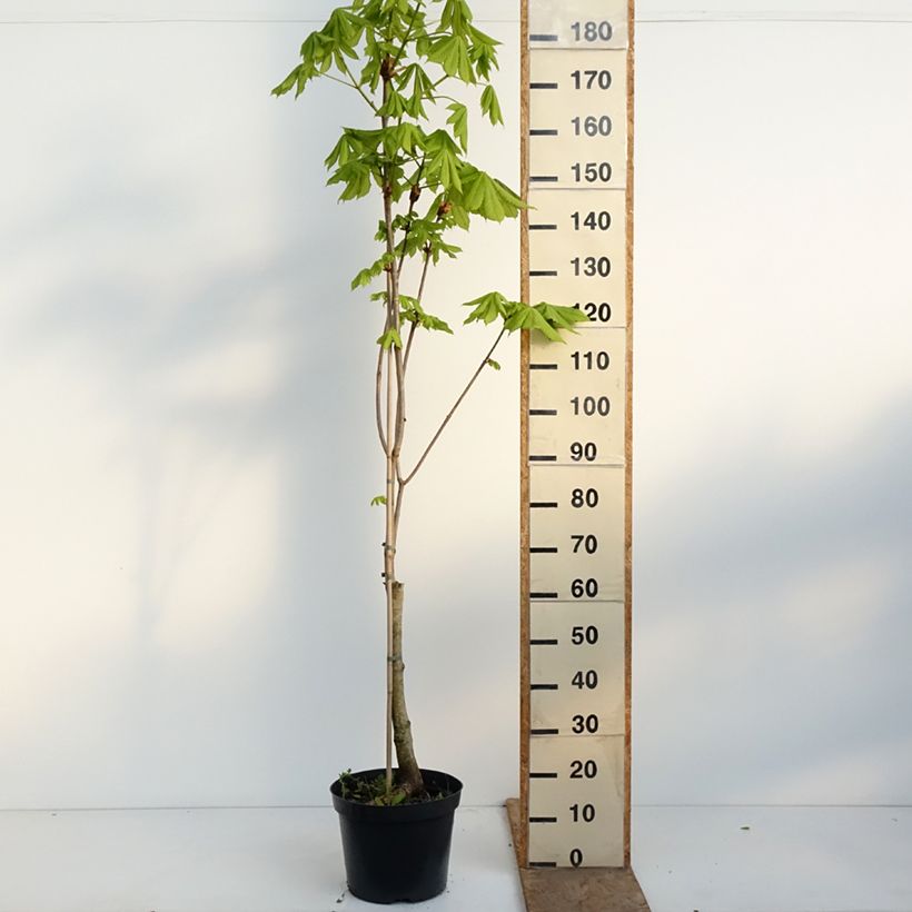 Aesculus x carnea Plantierensis - Red Horse Chestnut 7.5L/10L pot sample as delivered in spring