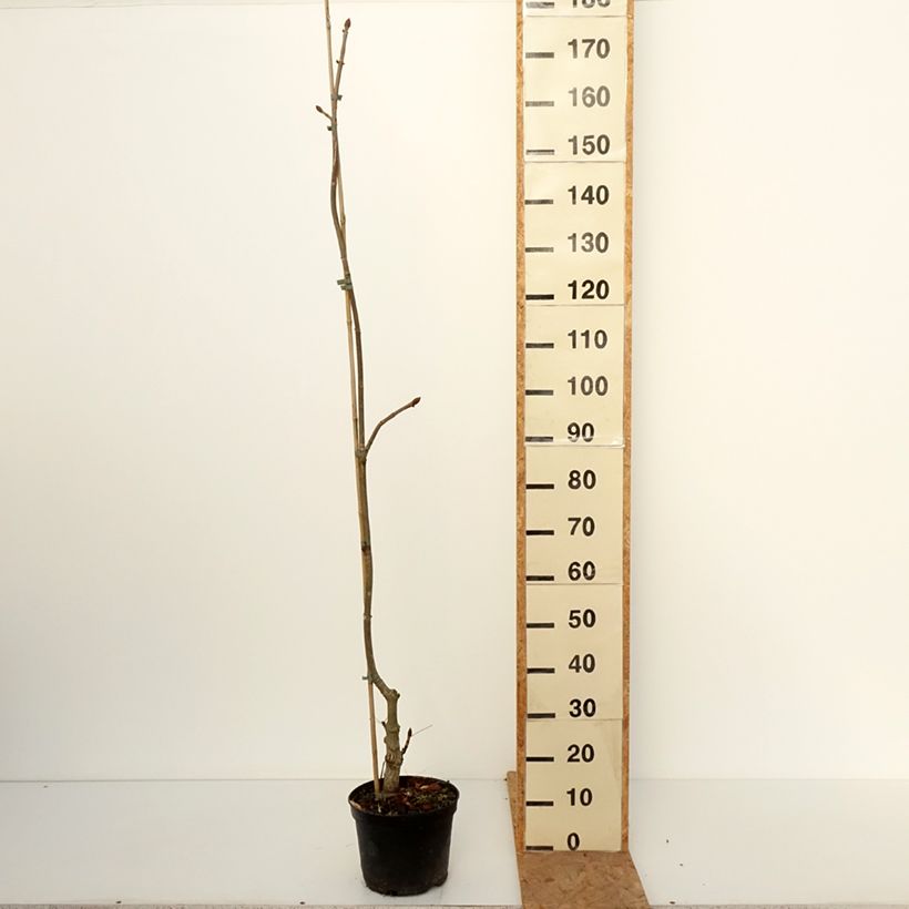 Aesculus Dallimorei - Dallimore horse-chestnut 4L/5L pot sample as delivered in autumn