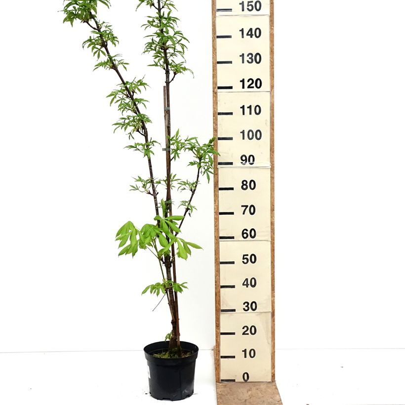 Aesculus Dallimorei - Dallimore horse-chestnut 4L/5L pot sample as delivered in spring