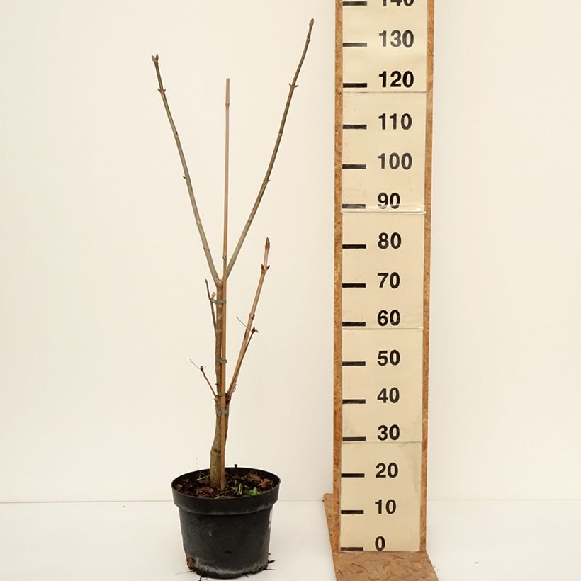 Aesculus x glaucescens 7.5L/10L pot sample as delivered in autumn
