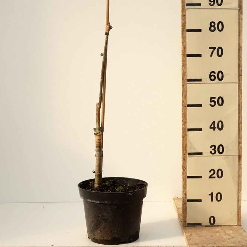 Aesculus x glaucescens 7.5L/10L pot sample as delivered in winter