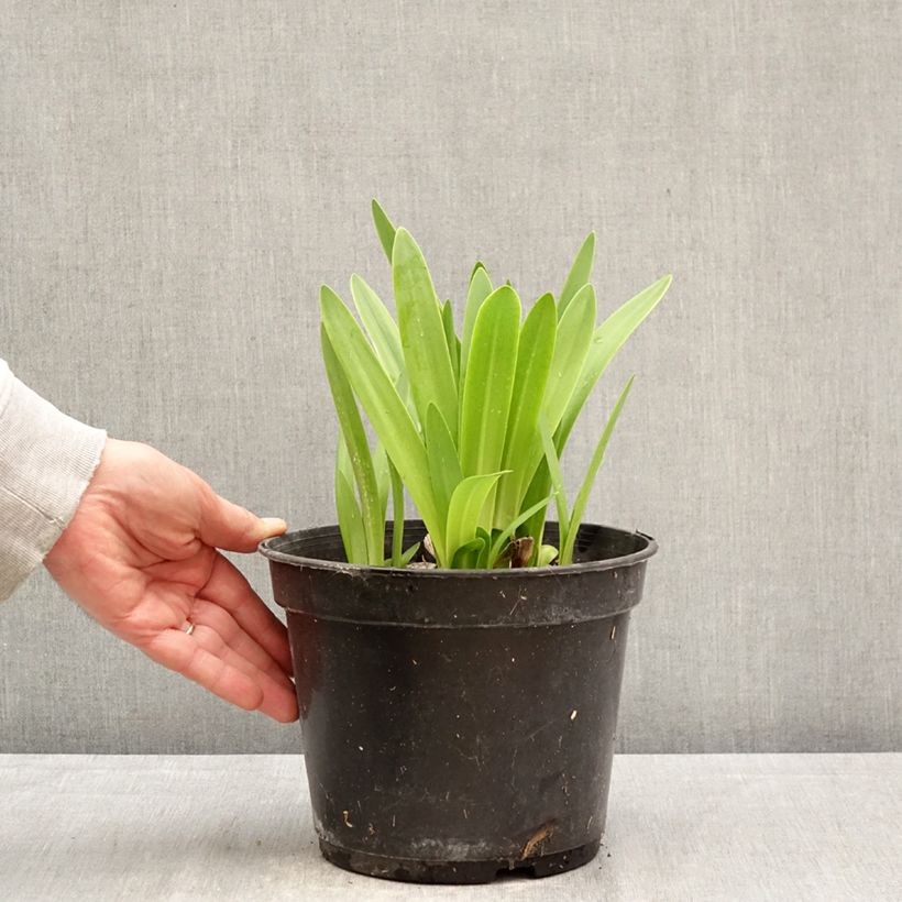 Agapanthus africanus Albus 4L/5L pot sample as delivered in spring