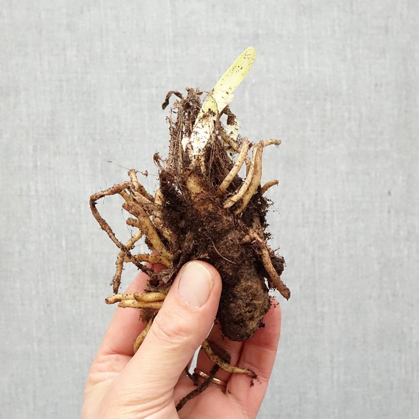 Agapanthus Back in Black Bare root sample as delivered in winter
