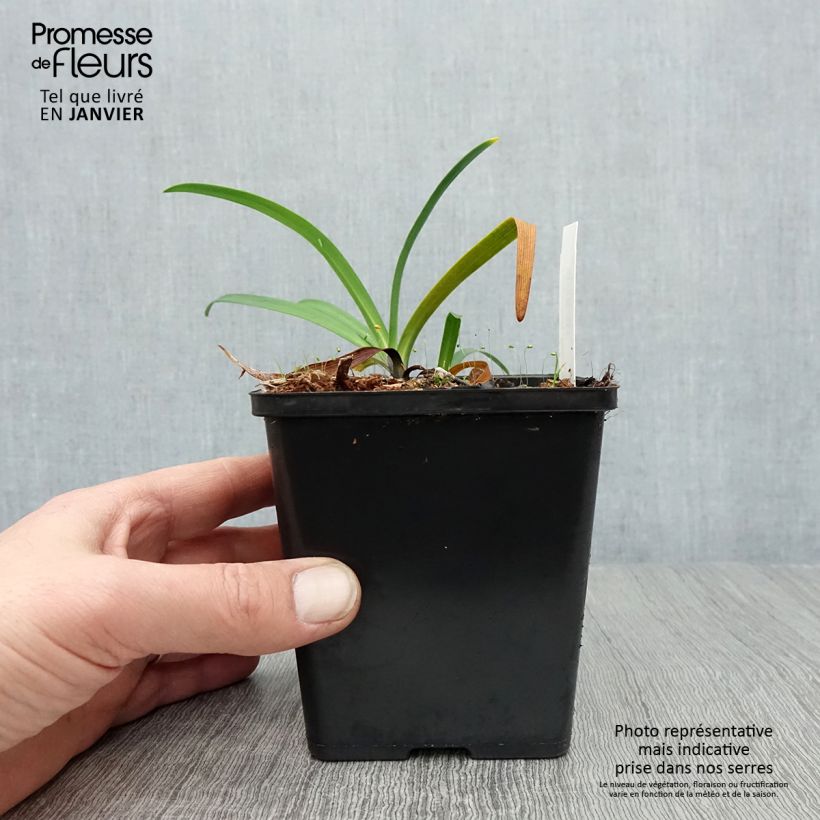 Agapanthus Black Buddhist 8/9 cm pot sample as delivered in winter