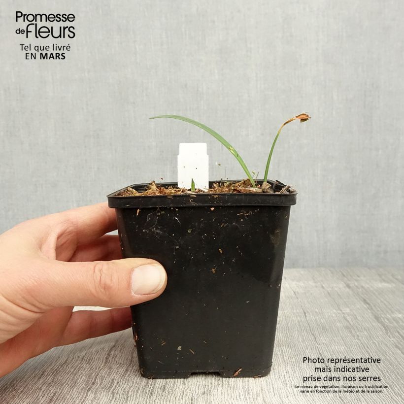 Agapanthus Black Buddhist 8/9 cm pot sample as delivered in spring