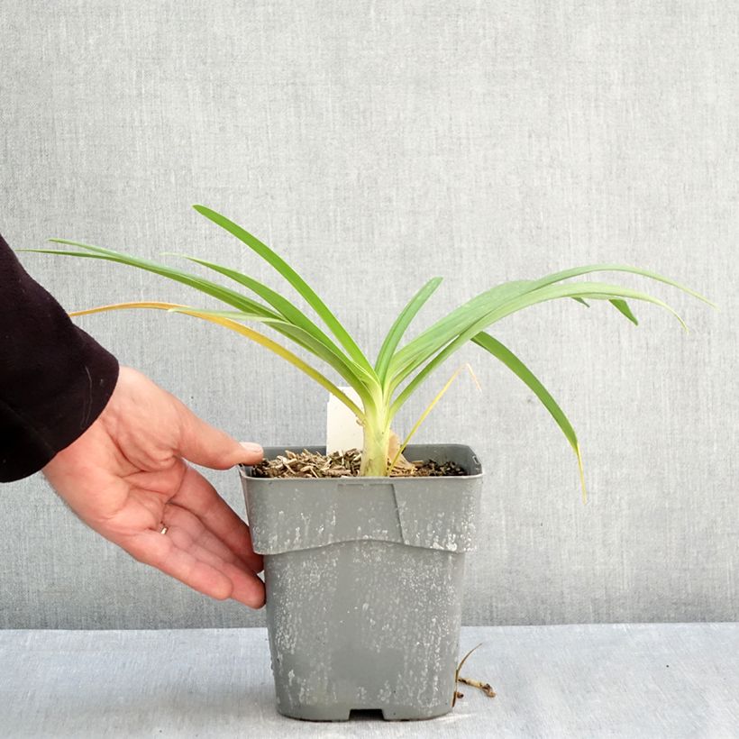 Agapanthus Black Jack 1.5L/2L pot sample as delivered in autumn
