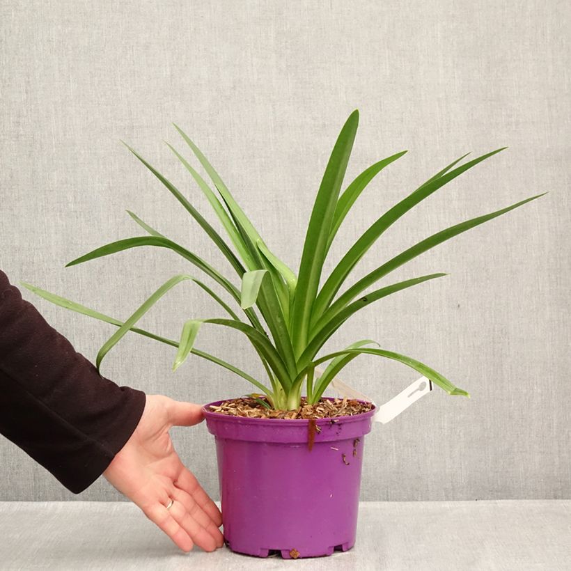Agapanthus Black Jack 3L/4L pot sample as delivered in autumn