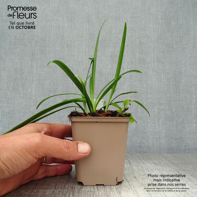 Agapanthus inapertus subsp. pendulus Black Magic 8/9 cm pot sample as delivered in autumn
