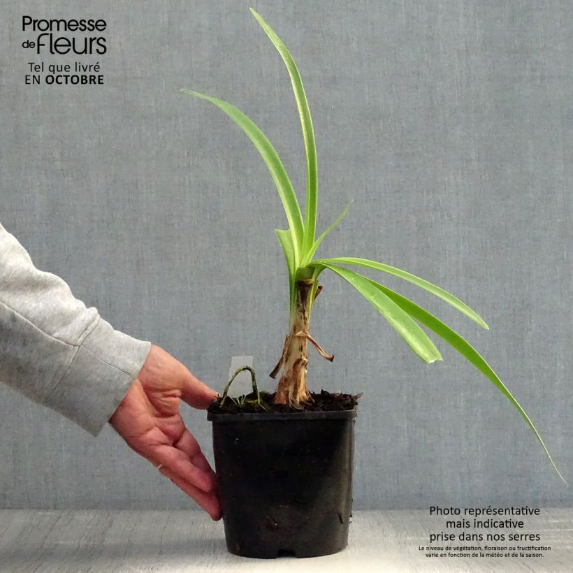 Agapanthus inapertus subsp. pendulus Black Magic 2L/3L pot sample as delivered in autumn
