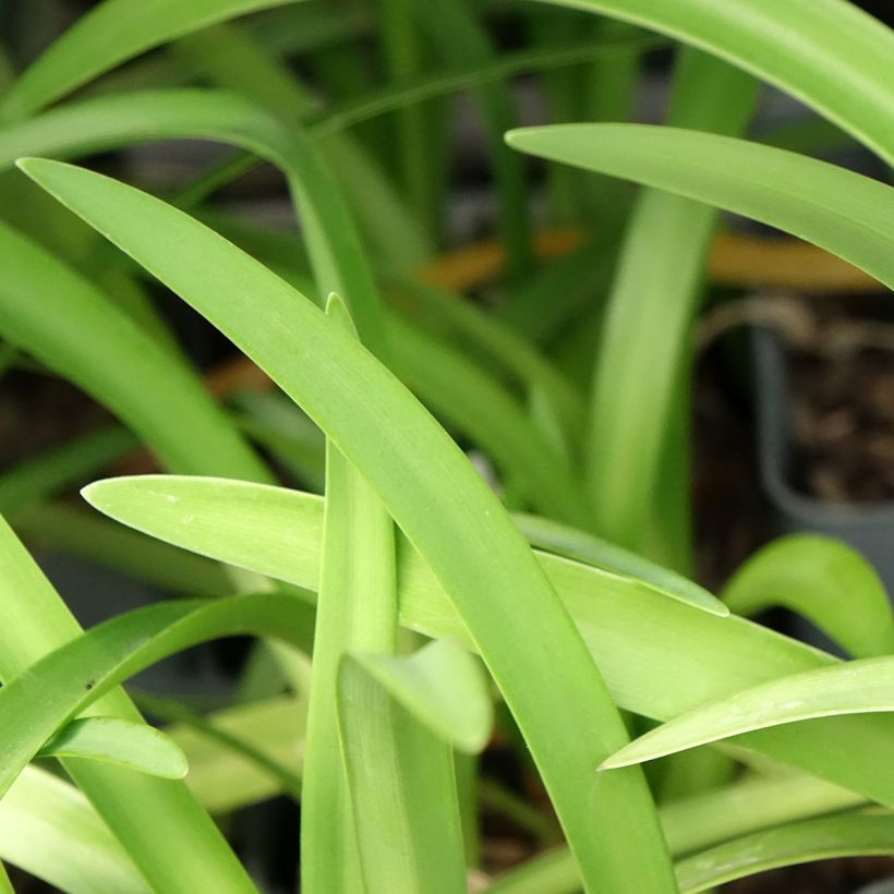 Agapanthus Black Pantha - Lily of the Nile (Foliage)