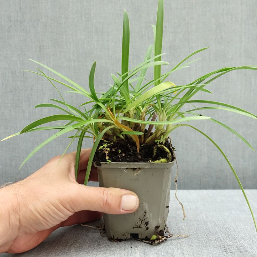 Agapanthus Blue Baby - African lily 8/9 cm pot sample as delivered in autumn