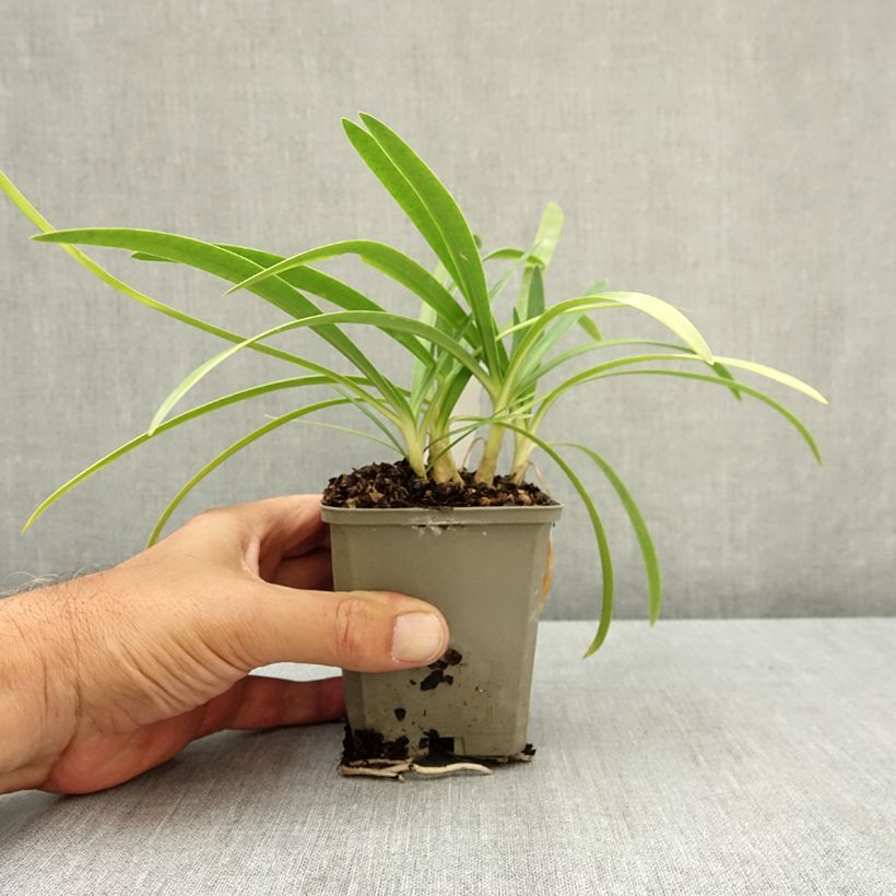 Agapanthus Blue Baby - African lily 8/9 cm pot sample as delivered in summer