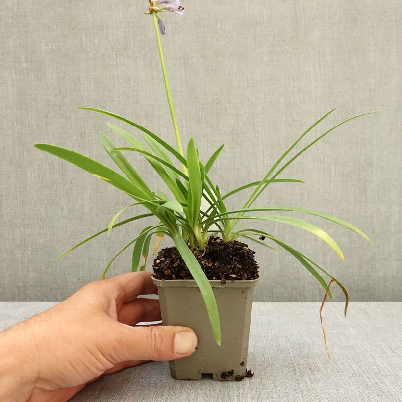 Agapanthus Blue Baby - African lily 8/9 cm pot sample as delivered in spring