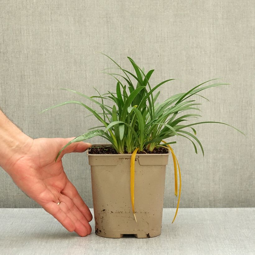 Agapanthus Blue Baby - African lily 2L/3L pot sample as delivered in autumn