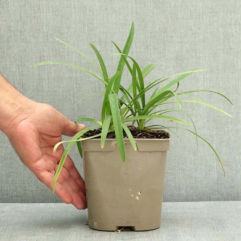 Agapanthe Blue Baby Pot de 2L/3L sample as delivered in summer