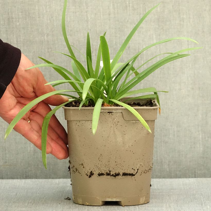 Agapanthus Blue Baby - African lily 2L/3L pot sample as delivered in spring