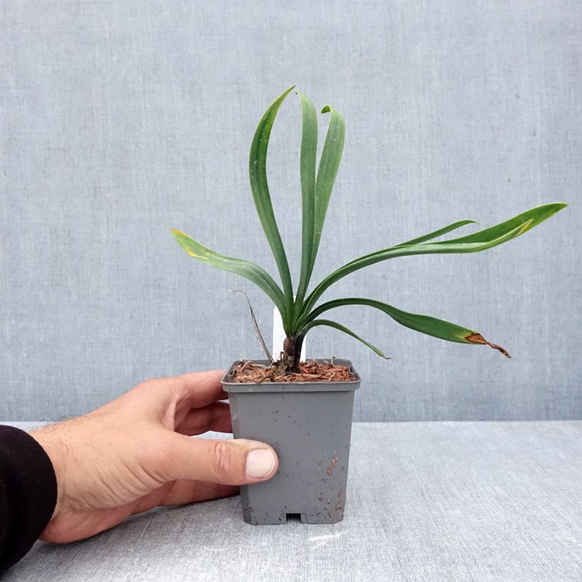 Agapanthus Blue Giant 8/9 cm pot sample as delivered in autumn