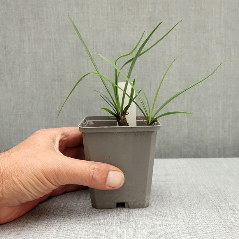 Agapanthus Blue Giant 8/9 cm pot sample as delivered in spring